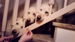 image_28