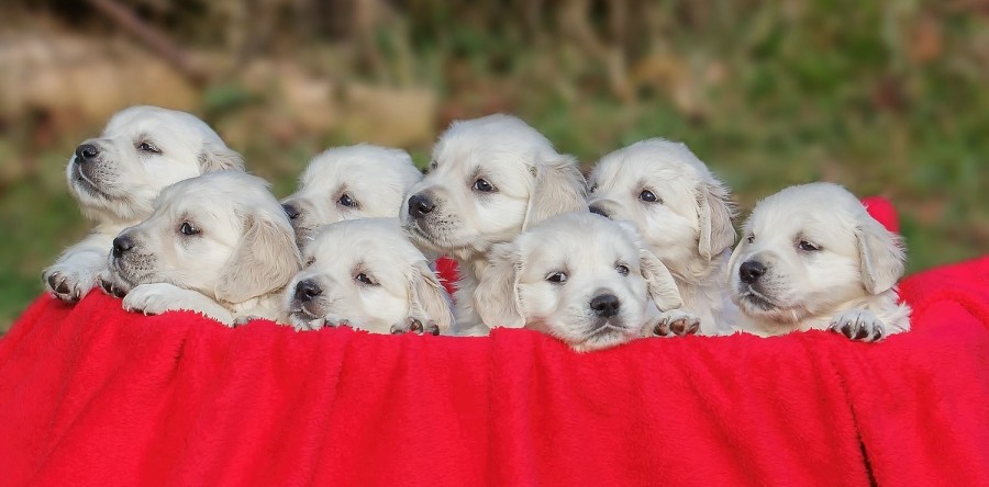 14.12.2014- Germanys Next Top Puppy