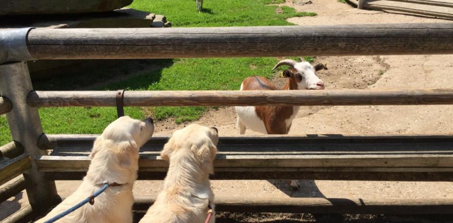 Nala hat die Zuchtzulassung & Ausflüge