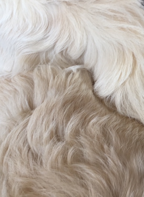 Just married….. Nala & Luca in love