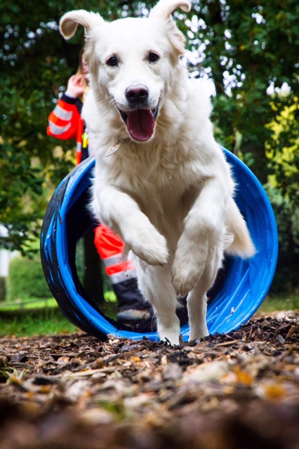 Luca wurde Papa & Nala brütet fleissig