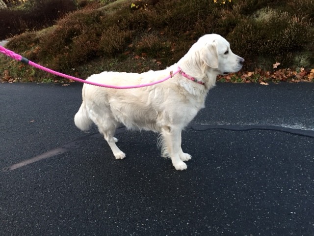 22.11.2015 Das Bäuchlein wächst….