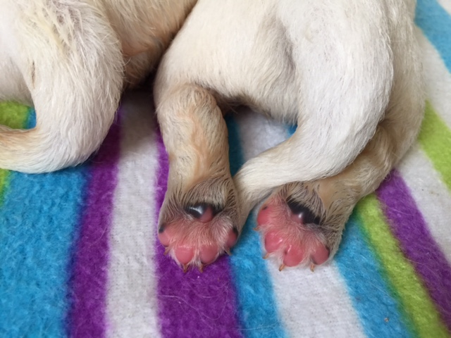 20.12.15 – schon eine Woche alt