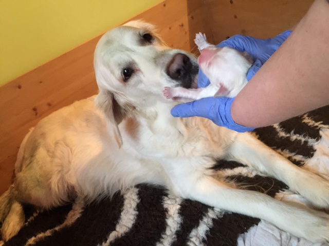 Wir freuen uns bekannt geben zu dürfen….