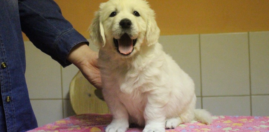 6 Wochen alt- Standbilder und mehr