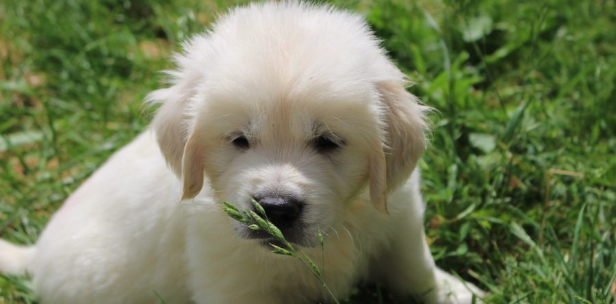 Neues von den Welpen, Murphy und Penny